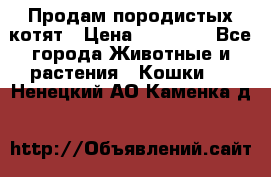 Продам породистых котят › Цена ­ 15 000 - Все города Животные и растения » Кошки   . Ненецкий АО,Каменка д.